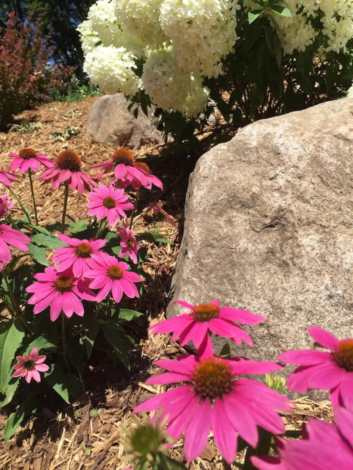 Softscape and planting design